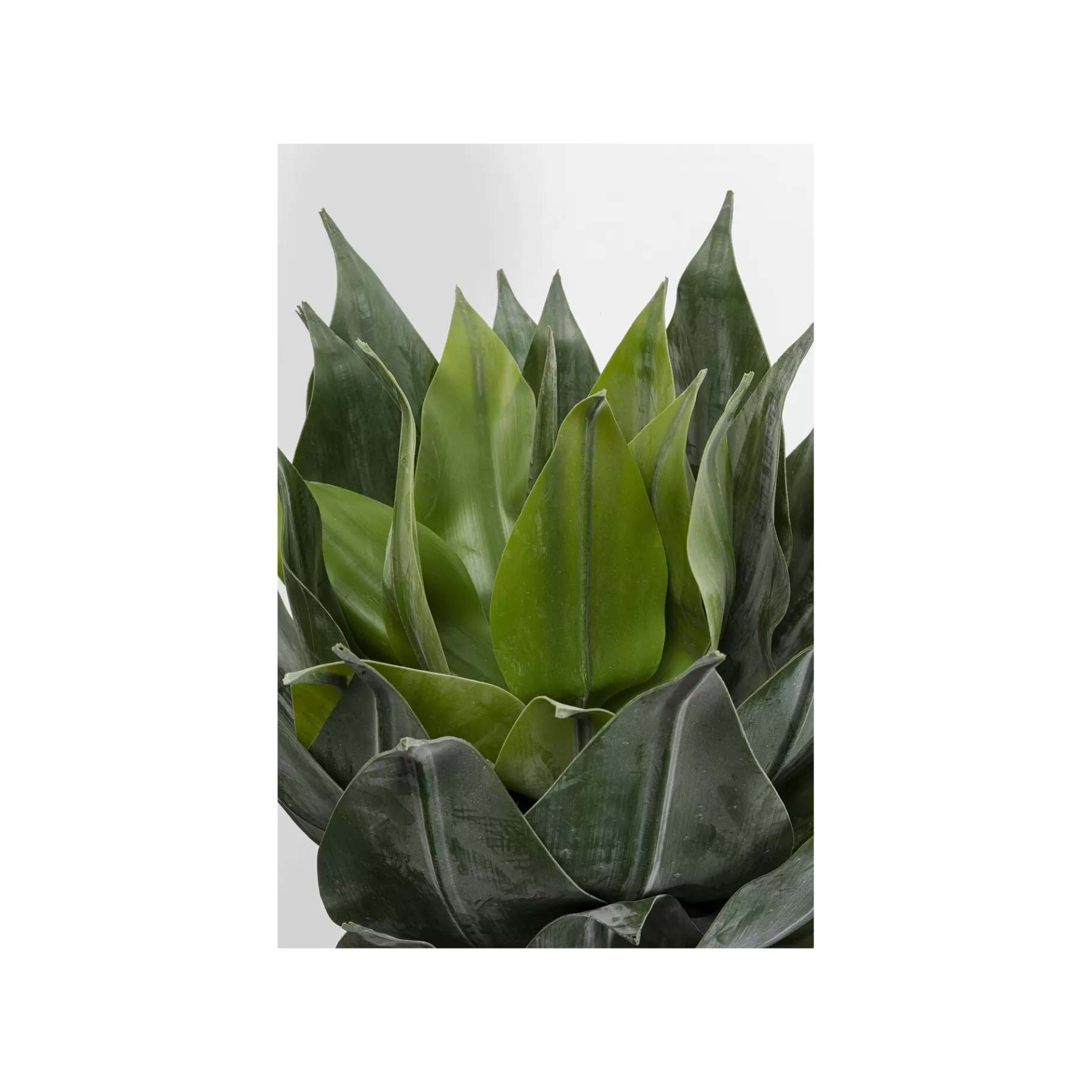 Discount Plante Décorative Agave 120cm Plante Décorative