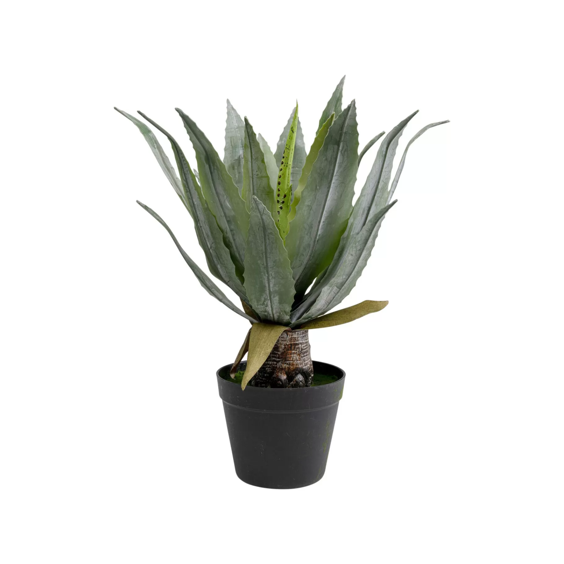 Online Plante Décorative Agave 40cm Plante Décorative