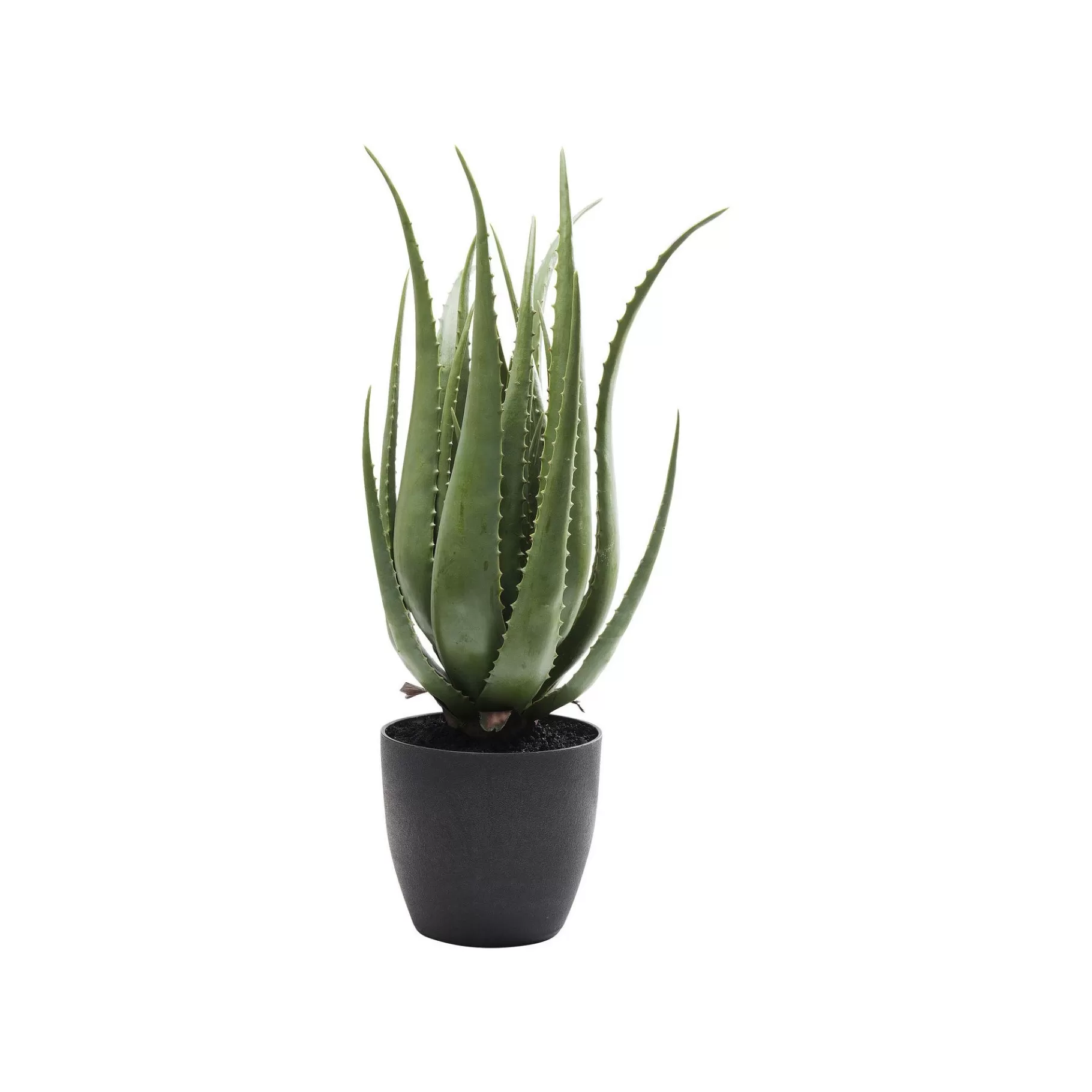 Store Plante Décorative Aloe Plante Décorative