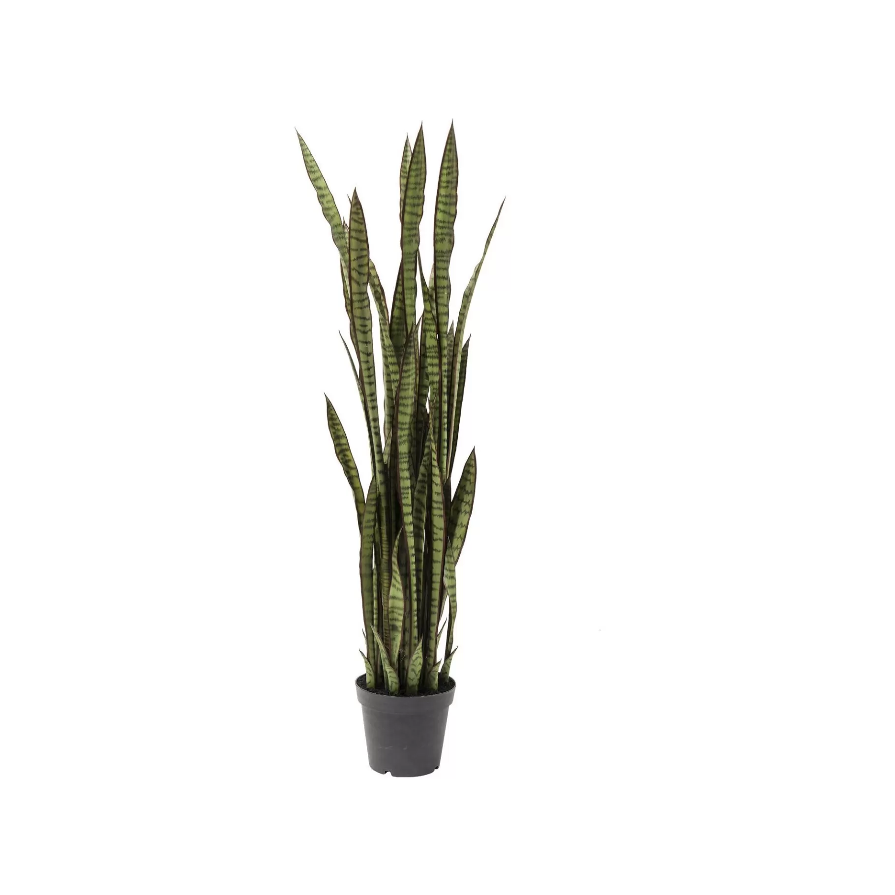 Best Sale Plante Décorative Sansevieria 155cm Plante Décorative